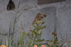 Spinus psaltria