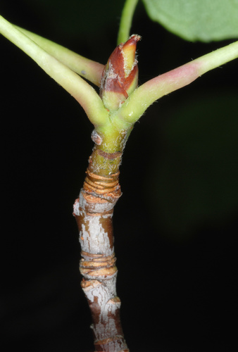Malus coronaria
