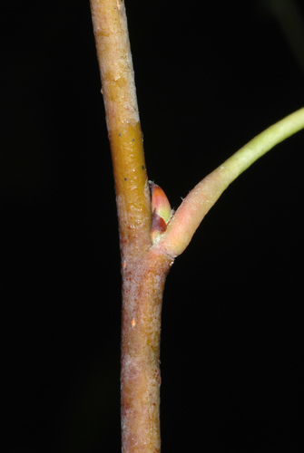 Malus coronaria