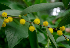 Acacia fleckeri