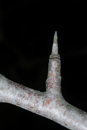Malus coronaria