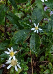 Doellingeria infirma