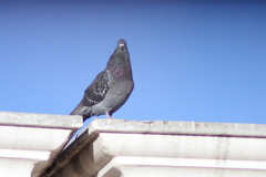 Columba livia