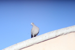 Streptopelia decaocto
