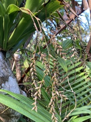 Catopsis sessiliflora