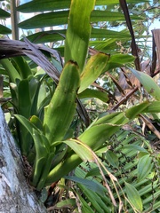 Catopsis sessiliflora