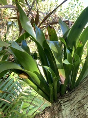 Catopsis sessiliflora