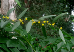 Acacia fleckeri