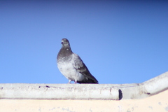 Columba livia
