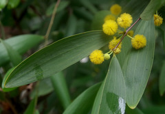 Acacia fleckeri