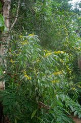 Acacia fleckeri