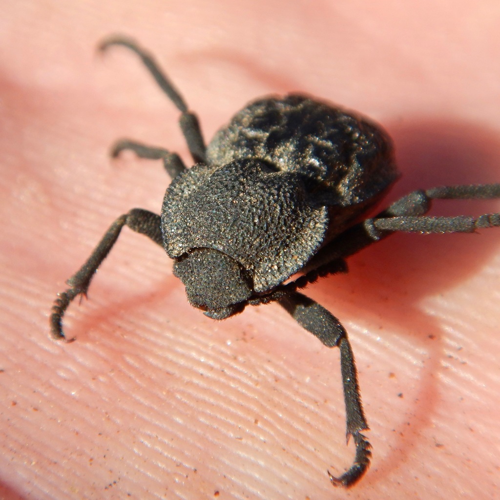 Haplotrinchus Inaequalis Microschatia inaequalis in January 2022 by William Mason · iNaturalist