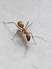 Camponotus festinatus