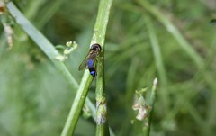 Allograpta hollowayae