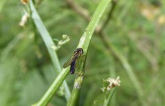 Allograpta hollowayae