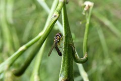 Allograpta hollowayae