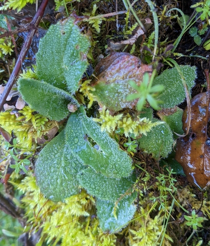 California Saxifrage foliage
