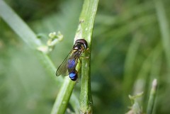 Allograpta hollowayae