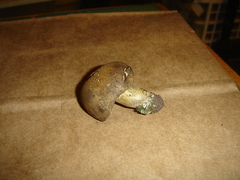 Boletus vermiculosus
