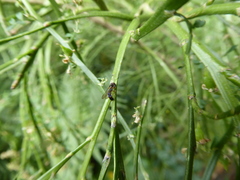 Allograpta hollowayae