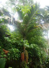 Pinanga batanensis