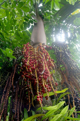 Pinanga batanensis