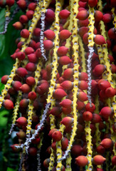 Pinanga batanensis