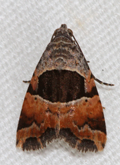 Cobubatha megaplaga