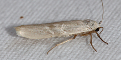 Crambidia myrlosea
