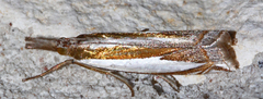Crambus harrisi