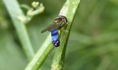 Allograpta hollowayae