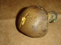 Boletus vermiculosus