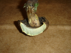 Boletus vermiculosus