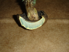 Boletus vermiculosus