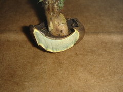 Boletus vermiculosus