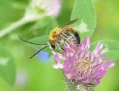 Eucera nigrescens