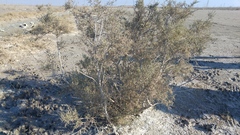 Tamarix aucheriana