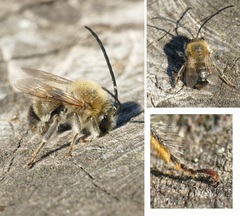 Eucera nigrescens