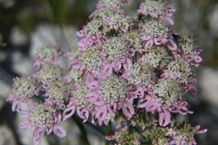 Heracleum austriacum siifolium