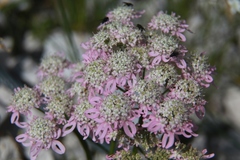 Heracleum austriacum siifolium