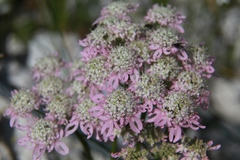 Heracleum austriacum siifolium
