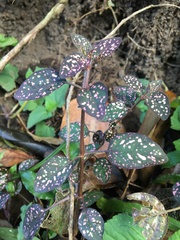 Hypoestes phyllostachya