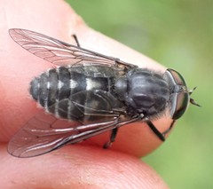 Hybomitra bimaculata