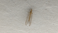 Chrysoperla carnea