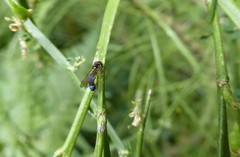 Allograpta hollowayae
