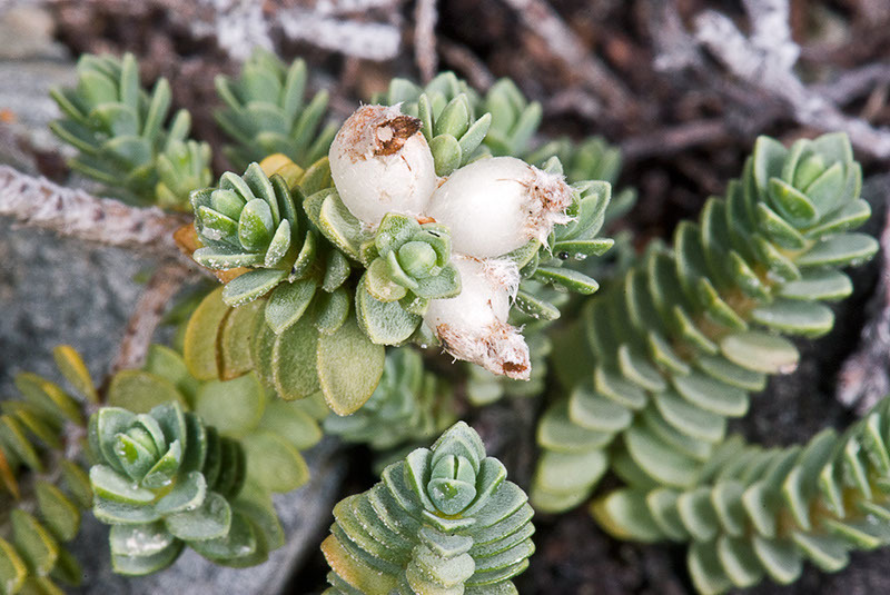 Pimelea urvilleana, Te Paki, North Cape Peninsula, just west of strait between North Cape and Murimotu Island, by pjd1