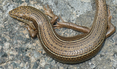 Heremites vittatus