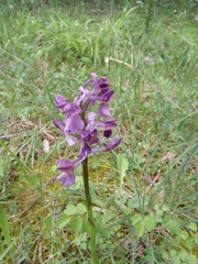 Anacamptis morio
