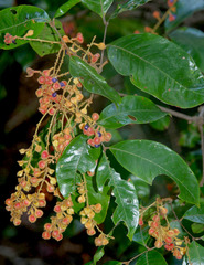 Mischocarpus lachnocarpus