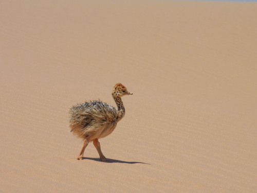 Common Ostrich, photo 4 of 10